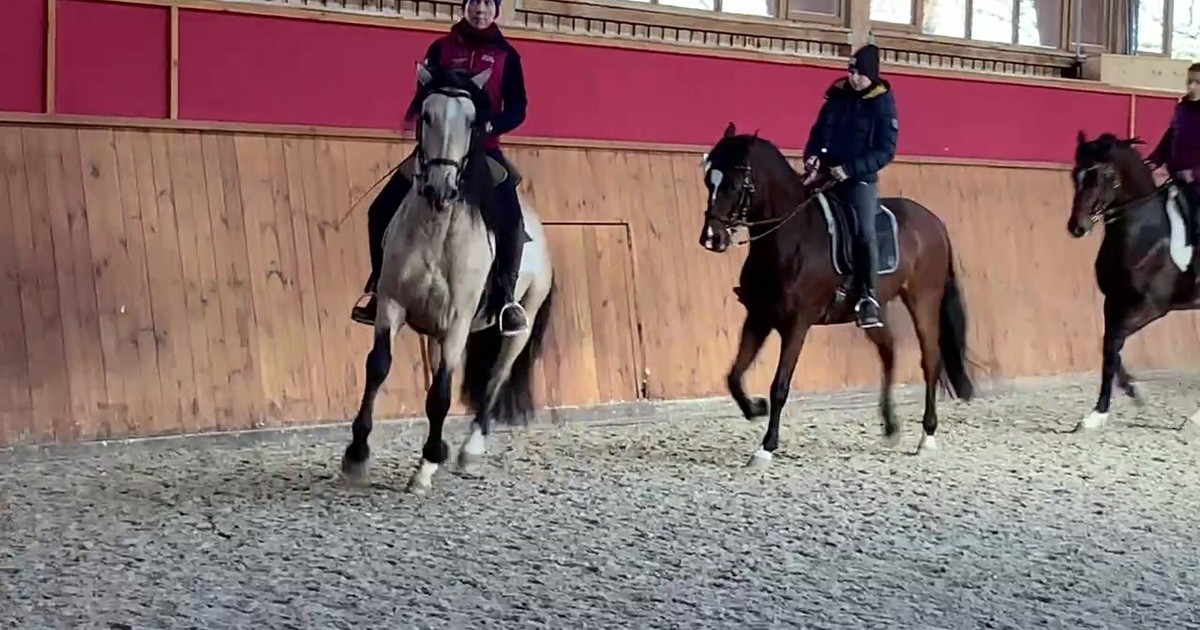Einen korrekten Zirkel reiten (DE/EN) Oliveira Stables